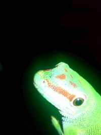 Close-up of a lizard over black background