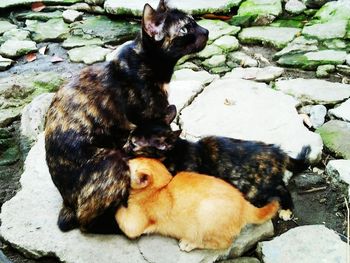 Cat lying on the ground