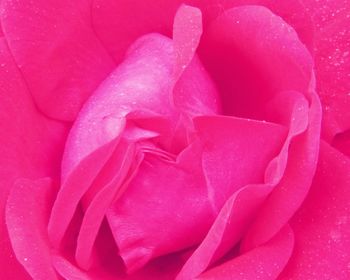 Full frame shot of pink flower