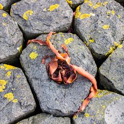 High angle view of lizard on rock