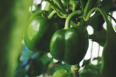 Close-up of fruit growing on tree