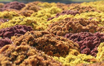 Full frame shot of chrysanthemum flowers