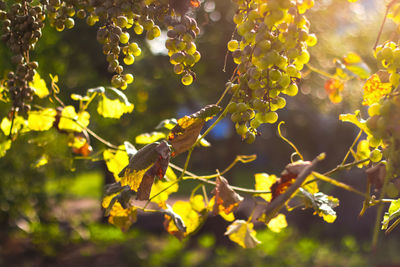 sunlight