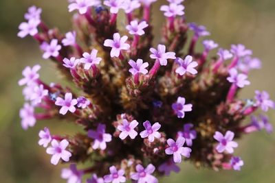 Close-up of pink flowers