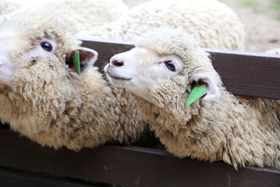 Close-up of sheep