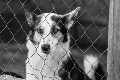 Portrait of dog seen through chainlink fence