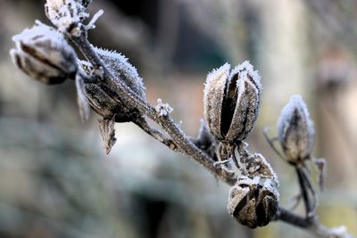 Close-up of frozen plant