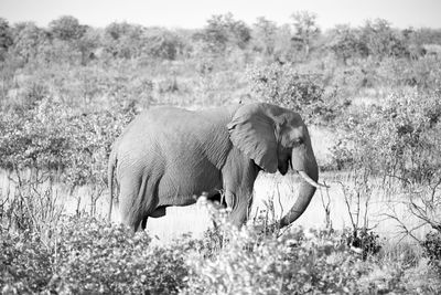 Side view of elephant on field