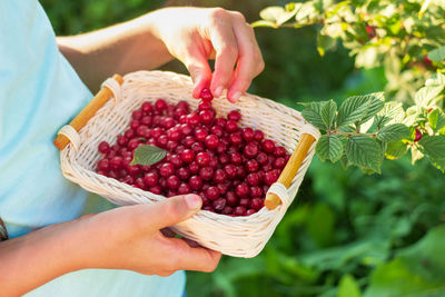 Midsection of man holding strawberries in basket