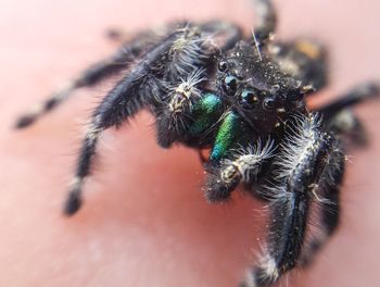 Close-up of spider on hand