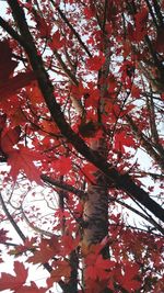 Low angle view of trees
