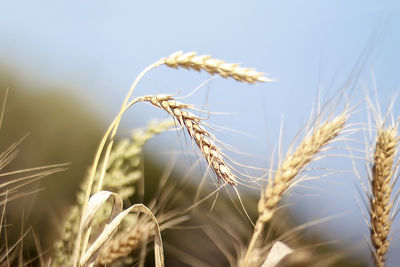 Close-up of wheat growing on field against sky