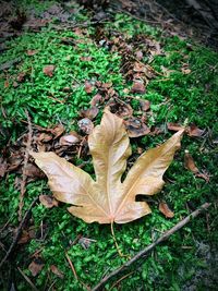 High angle view of dry leaves on field