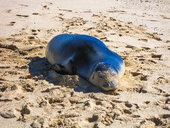 High angle view of seal on sand at beach