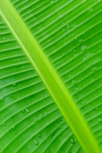 Full frame shot of green leaf