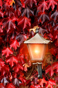 Close-up of red maple leaves