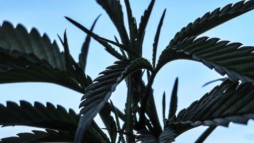 Low angle view of palm tree against sky