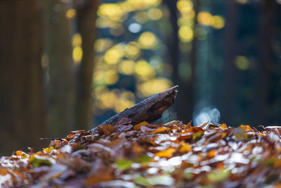 Close-up of mushroom growing in forest