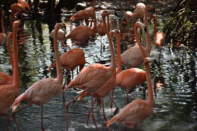 Flamingos in lake