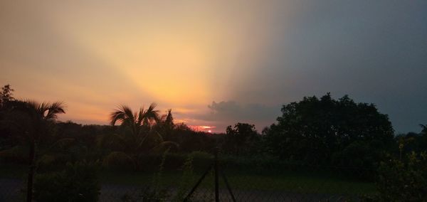 Trees on field against sky during sunset