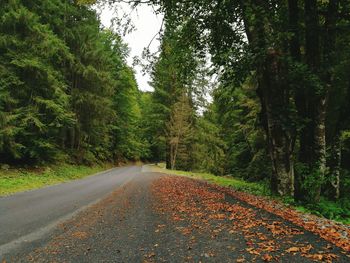 Empty road amidst trees
