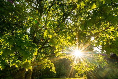 Low angle view of sunlight streaming through trees