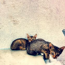 Cat lying on tiled floor