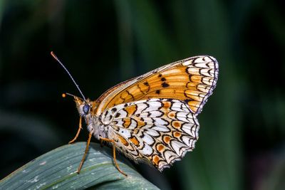 Close-up of butterfly on leaf