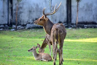 Deer in a field