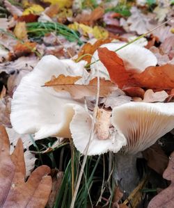 Close-up of mushrooms growing on field