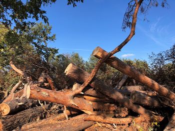 Damaged tree in field against sky