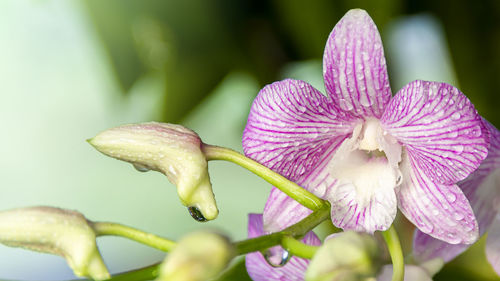 Close-up of pink flowering plant