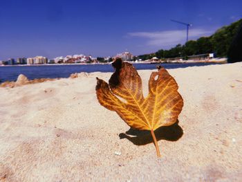 Close-up of dry leaf on beach against sky