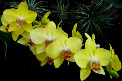 Close-up of yellow flowering plant against black background