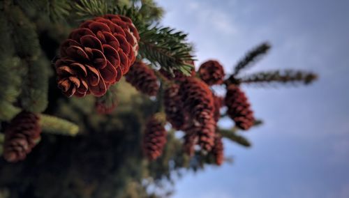 Close-up of flowers on tree