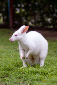 Side view of white cat lying on grass