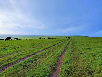 Scenic view of grassy field against sky