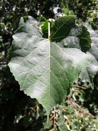 Close-up of fresh green leaf