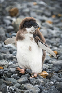 Adelie penguin chick standing with raised flippers