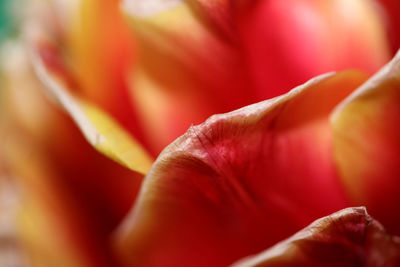 Macro shot of red rose flower