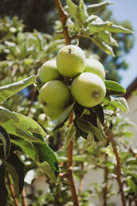 Close-up of fruits growing on tree