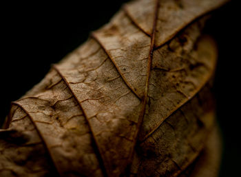Close-up of dry leaf against black background