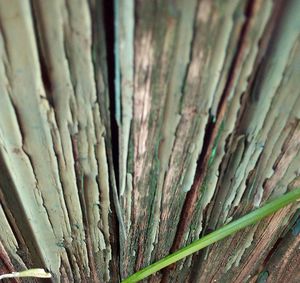 Full frame shot of tree trunk