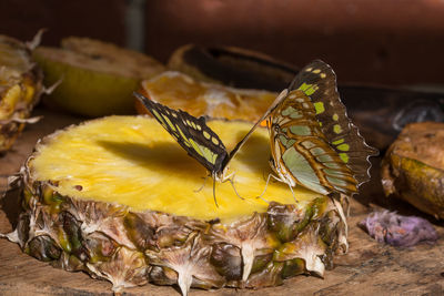 Close-up of butterflies pollinating on pineapple