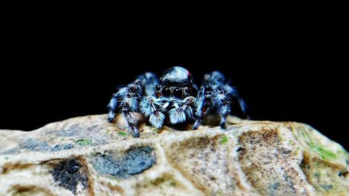 Close-up of spider on rock