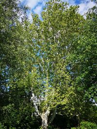 Low angle view of trees against sky