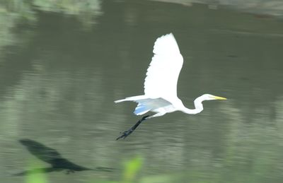 Bird flying over lake