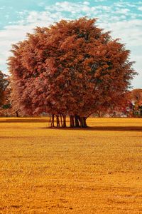 Trees on field against sky during autumn