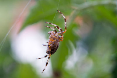 Close-up of spider on plant