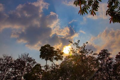 Low angle view of trees against sky during sunset